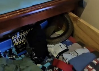 Venomous Surprise: World’s Most Poisonous Snake Discovered in Boy’s Underwear Drawer