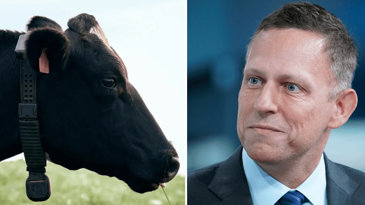 AI Cow Collar Startup Halter Reaches $2 Billion Valuation in Funding Round Led by Peter Thiel’s Founders Fund